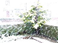 Wirral Snow